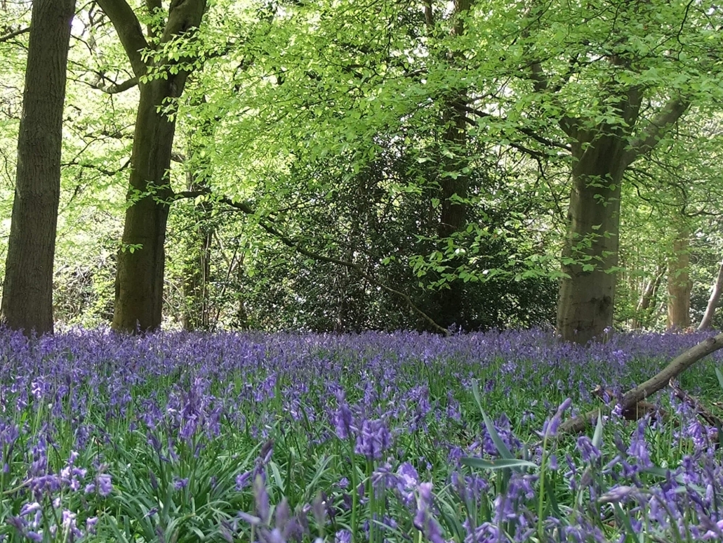 Bluebells in woodland low