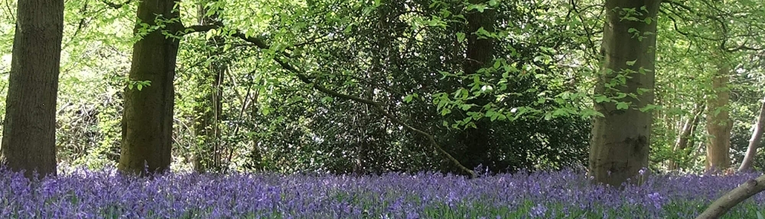 Bluebells in woodland low