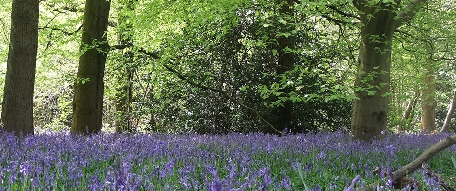 Bluebells in woodland low