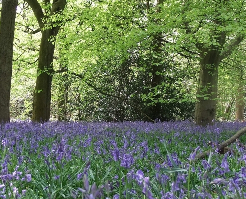 Bluebells in woodland low