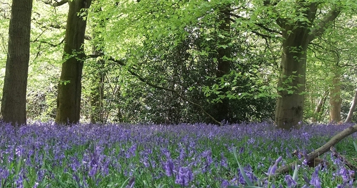 Bluebells in woodland low
