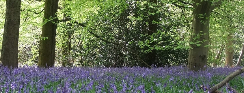 Bluebells in woodland low