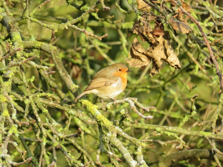 Robin at Colne Valley Regional Park