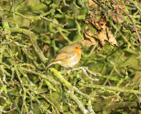 Robin at Colne Valley Regional Park