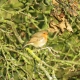 Robin at Colne Valley Regional Park