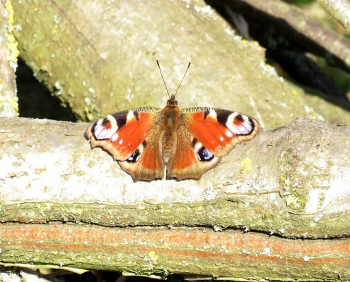 Peacock Butterfly - Adam Bolton