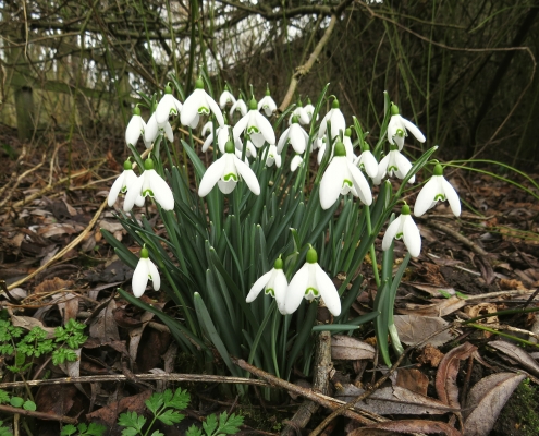 Snowdrops in Denham