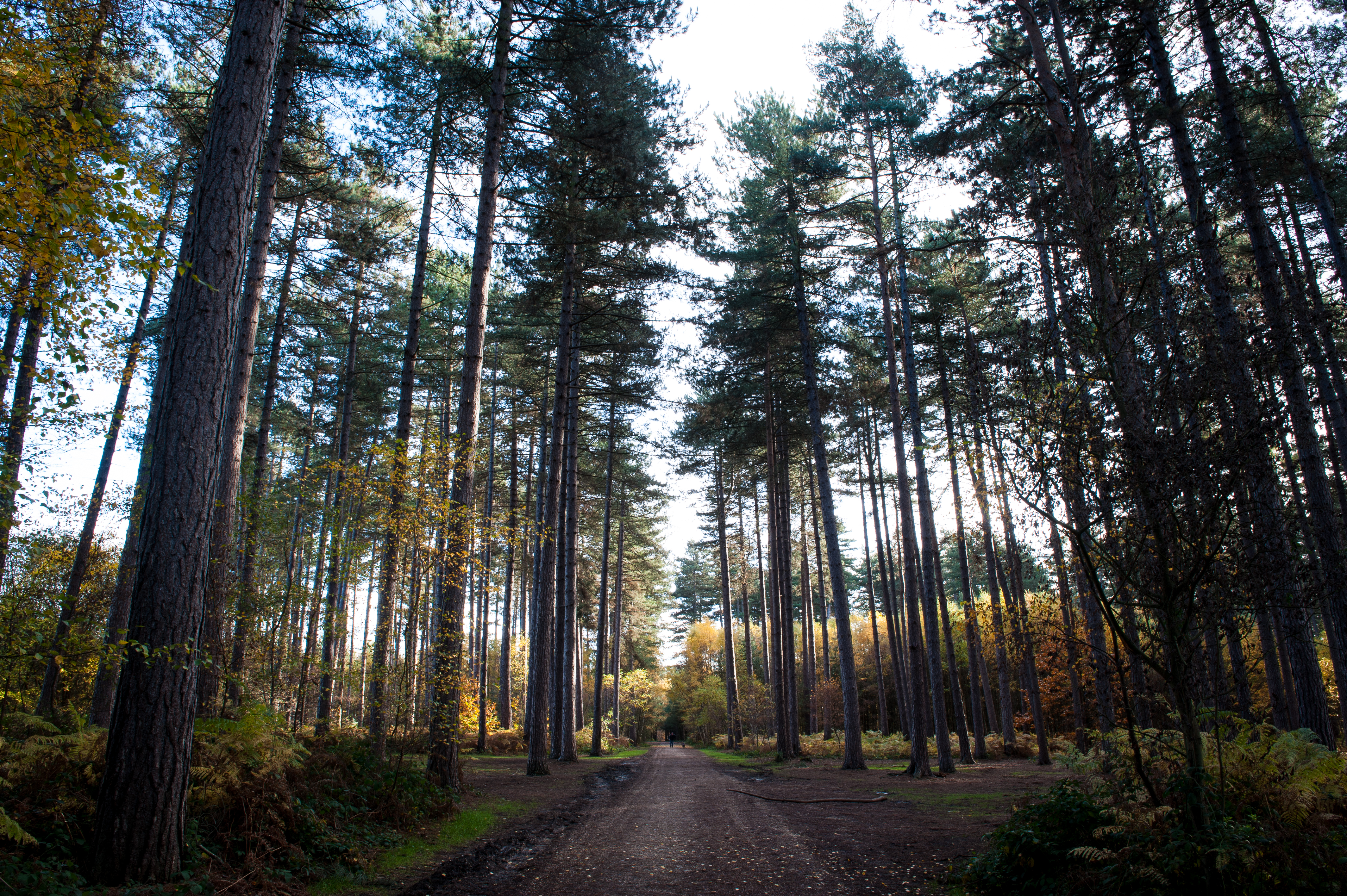 Black Park Country Park