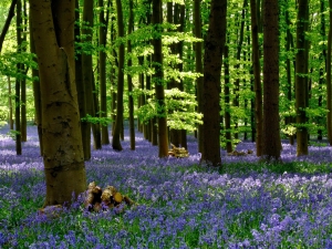 Coton Manor Bluebell WoodNorthamptonshire