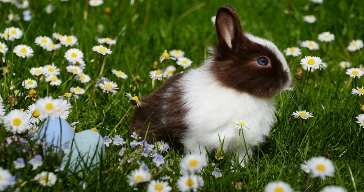 Easter Egg Trail Rabbit