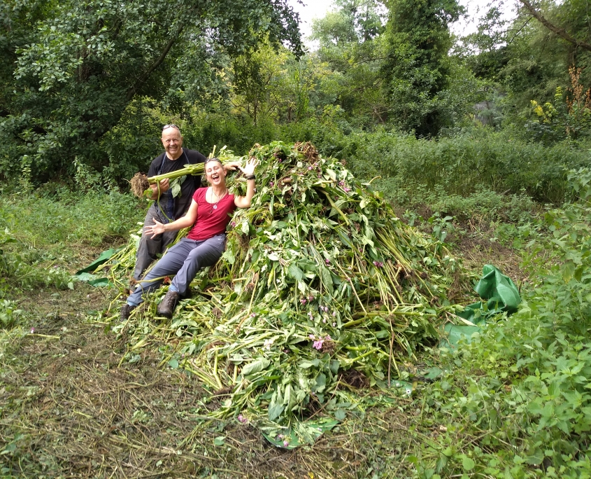 Volunteers removing Himalayan Balsam