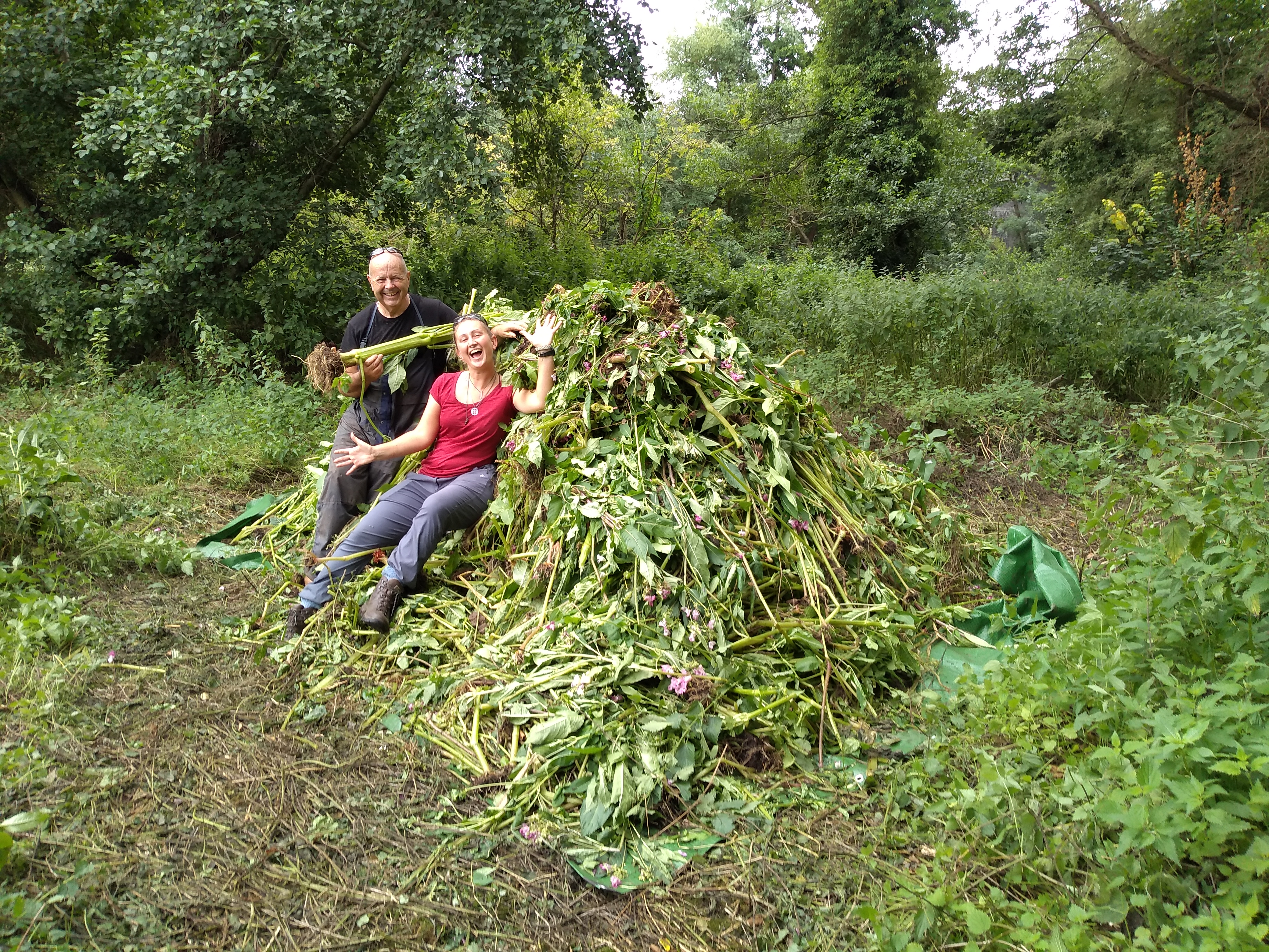 Volunteers removing Himalayan Balsam