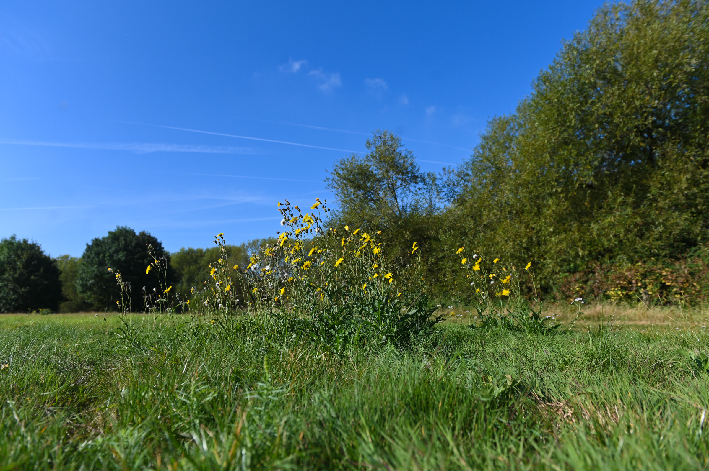 Botanical Walk on Harmondsworth Moor