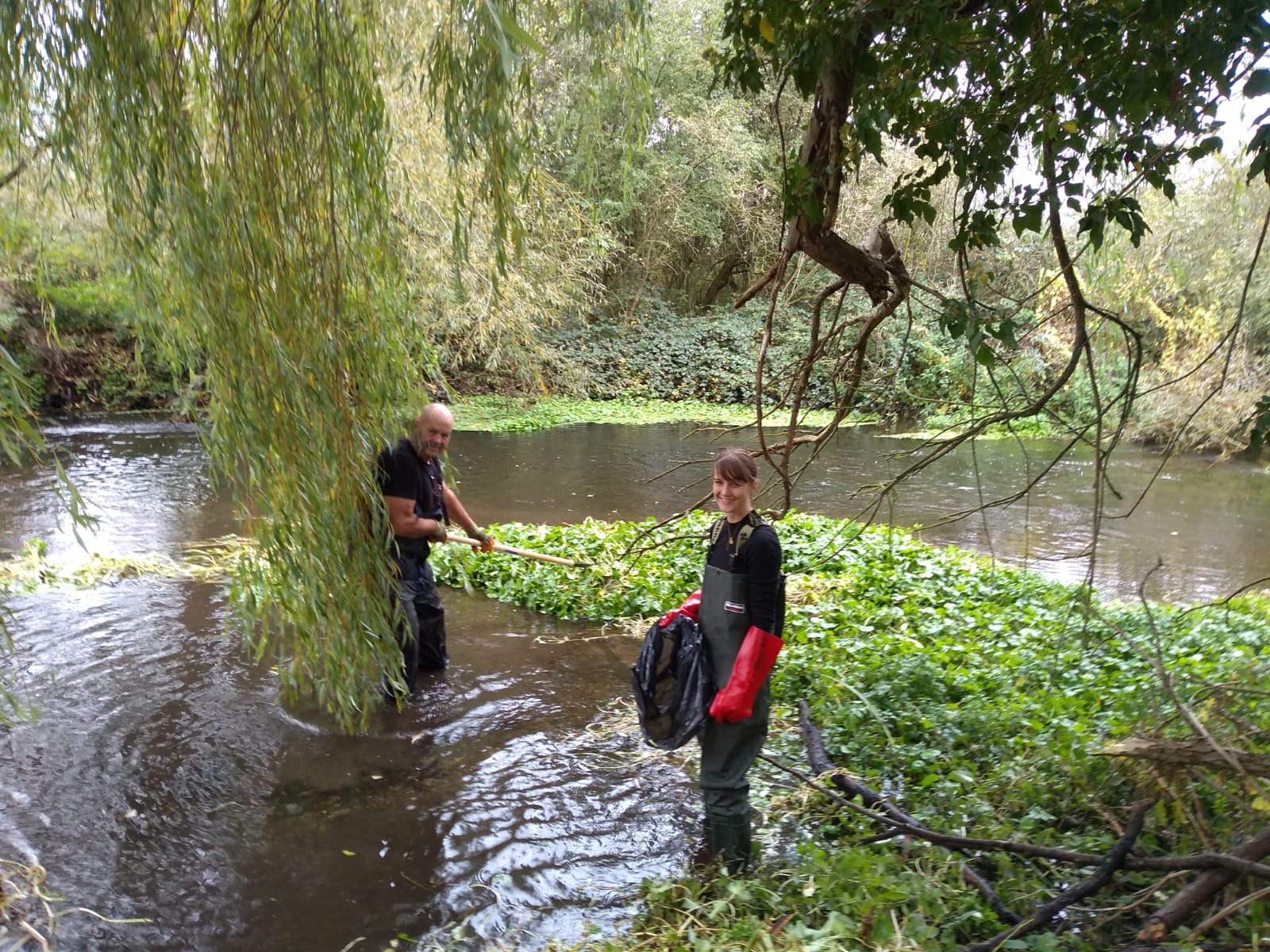 *** Event Cancelled ***Floating Pennywort Removal at Willowbank in Uxbridge