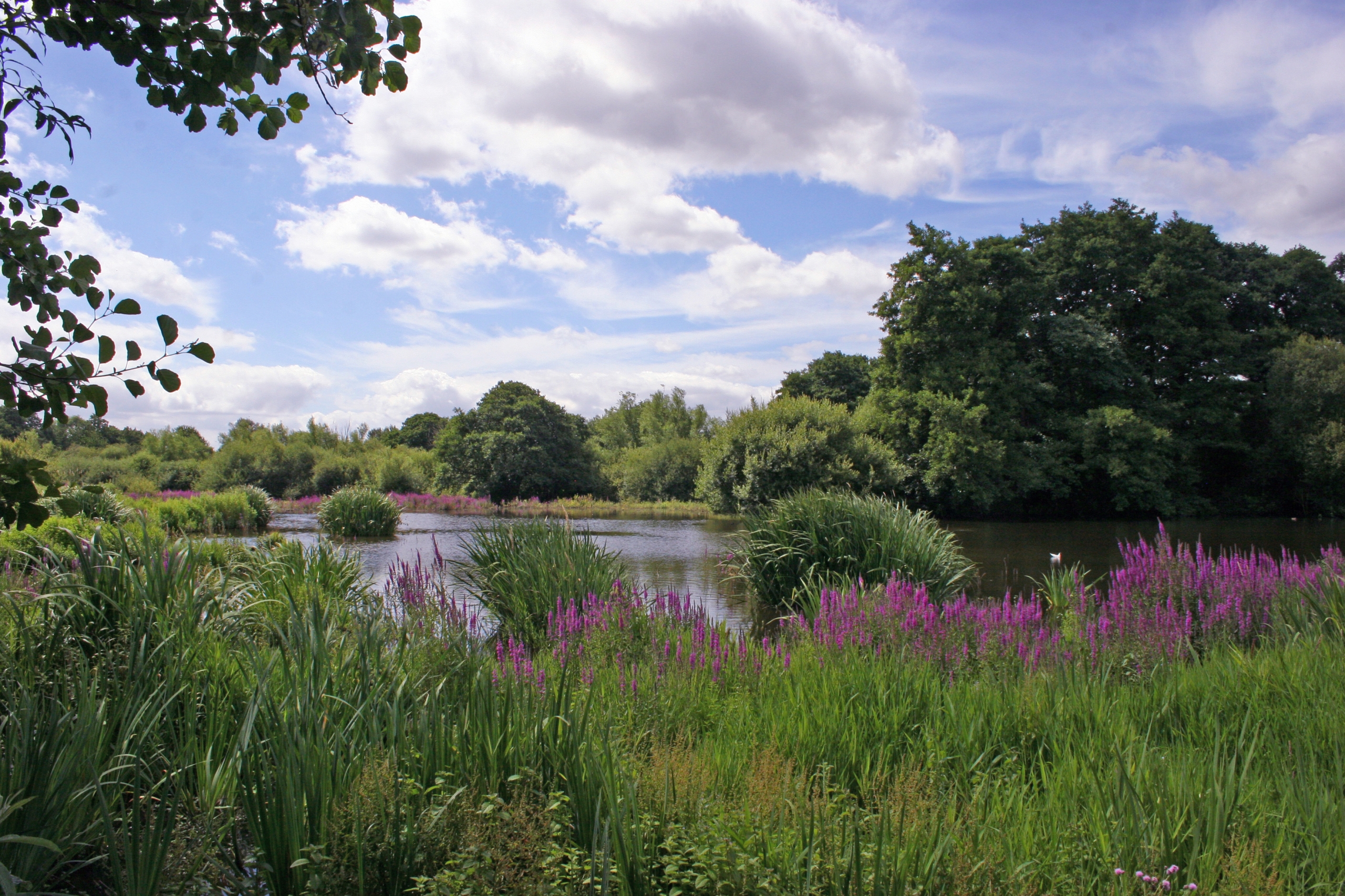 Maple Lodge Nature Reserve Walk and Talk