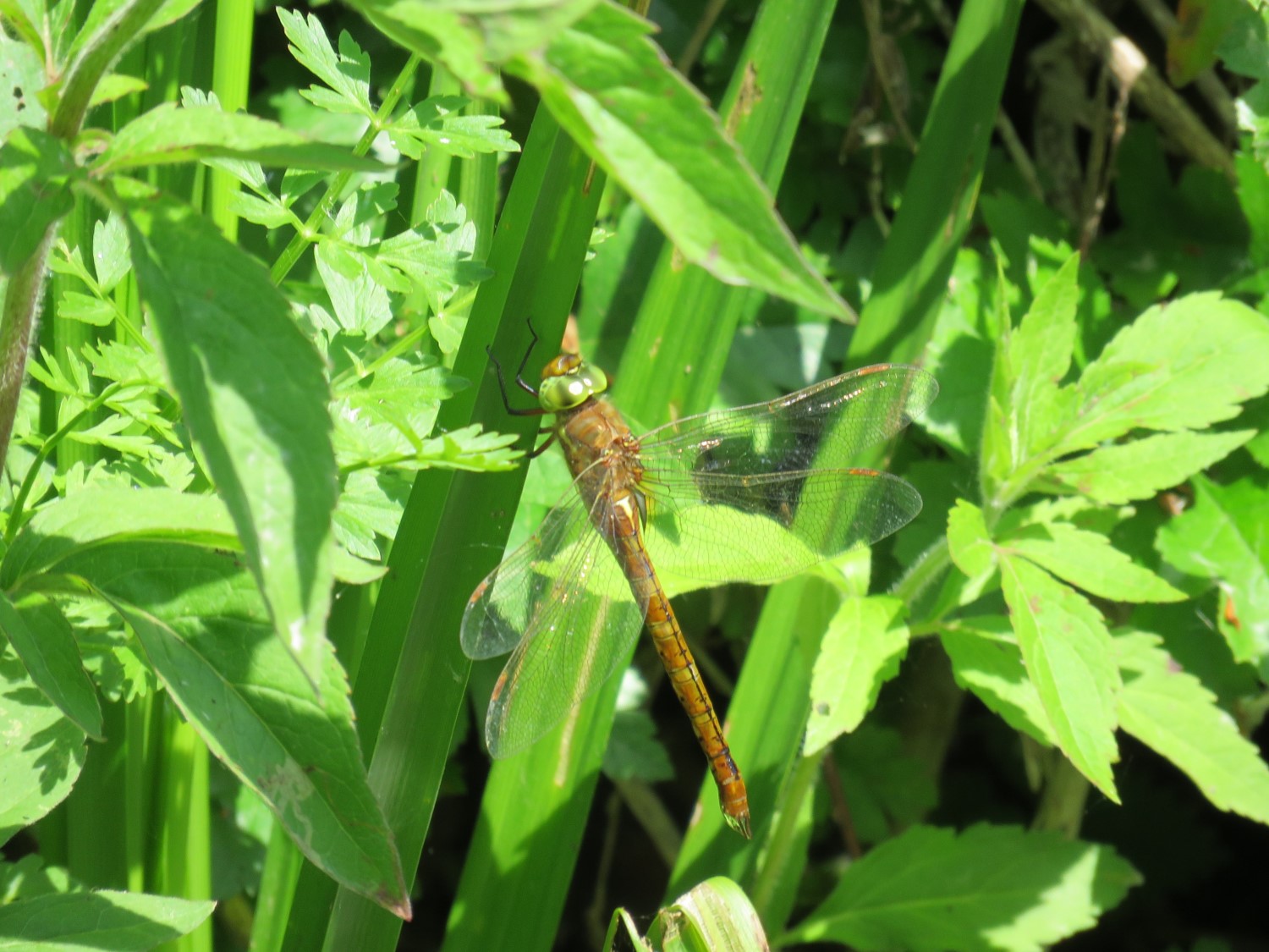 Dragonflies and Damselflies