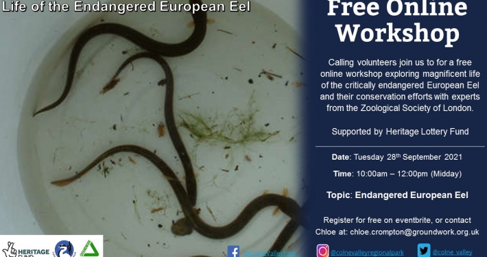 Life of the Endangered European Eel - Online Workshop