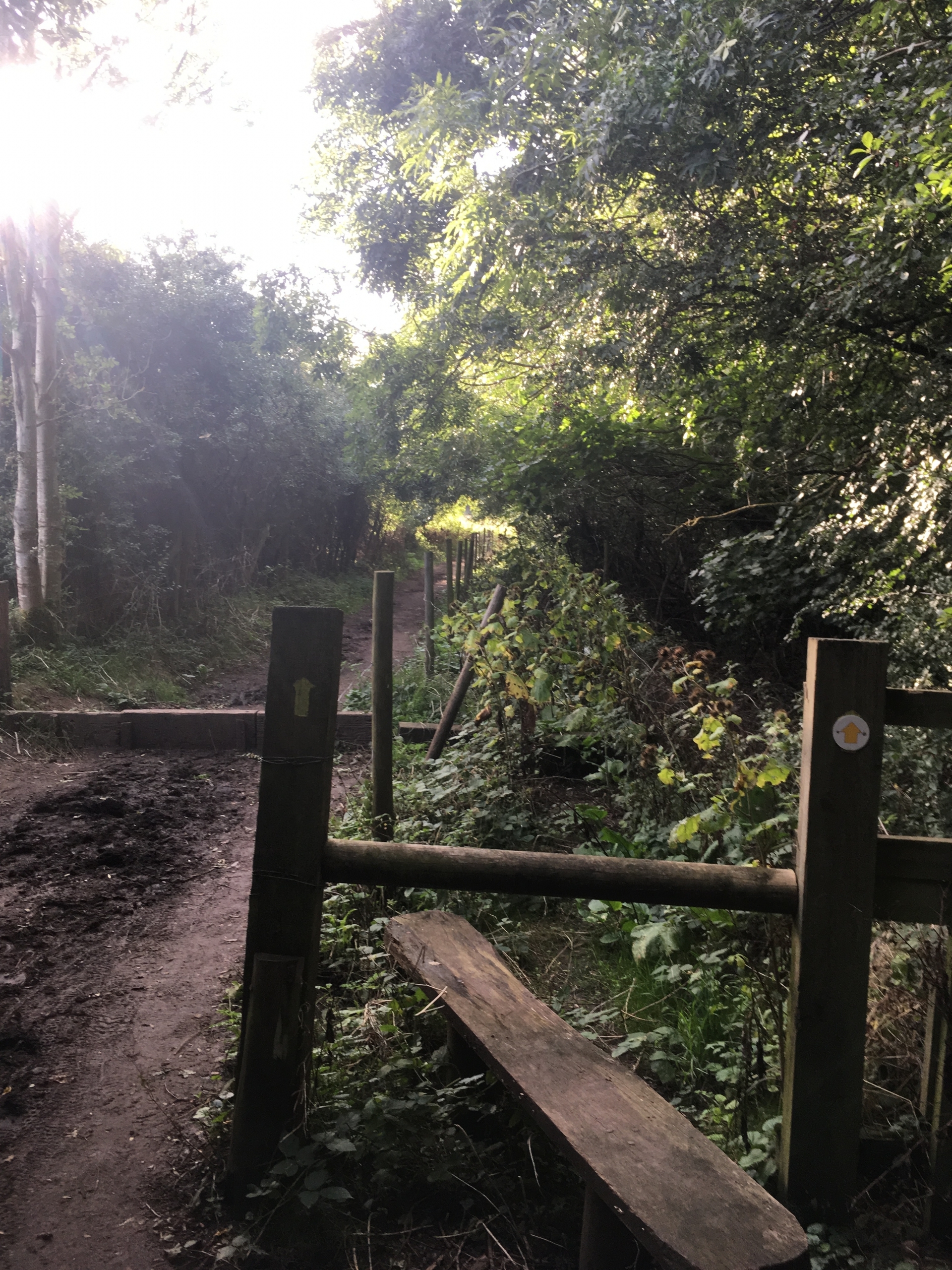 Guided Walk - Bayhurst Woods and Fields