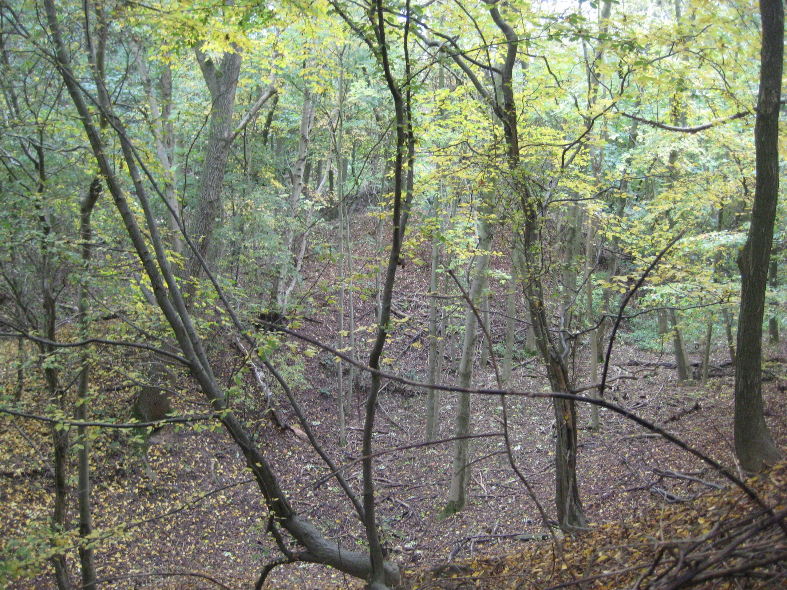 Bayhurst Wood Country Park