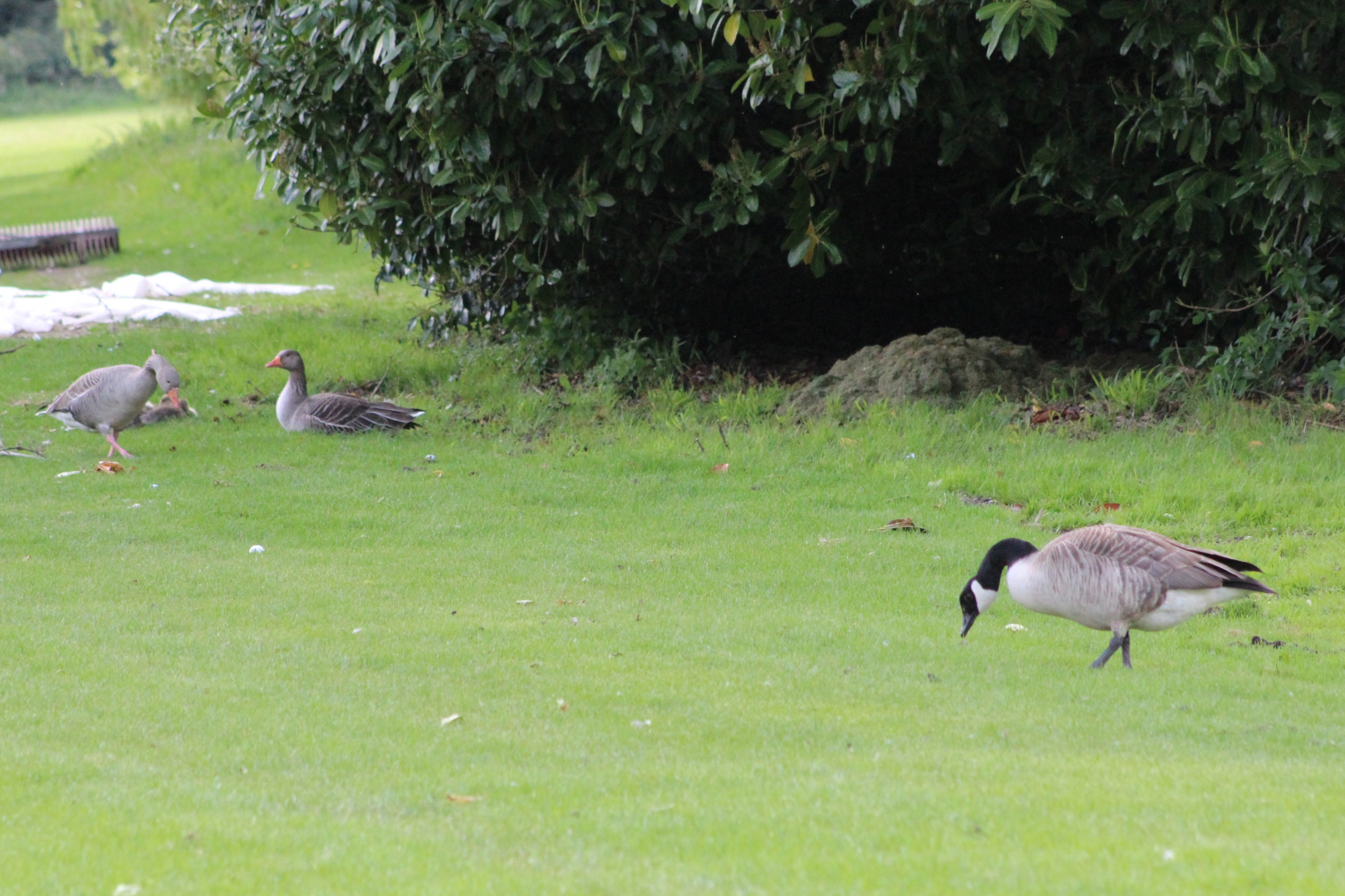 Canada goose uk que es shop