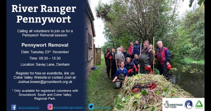 Pennywort Removal in November