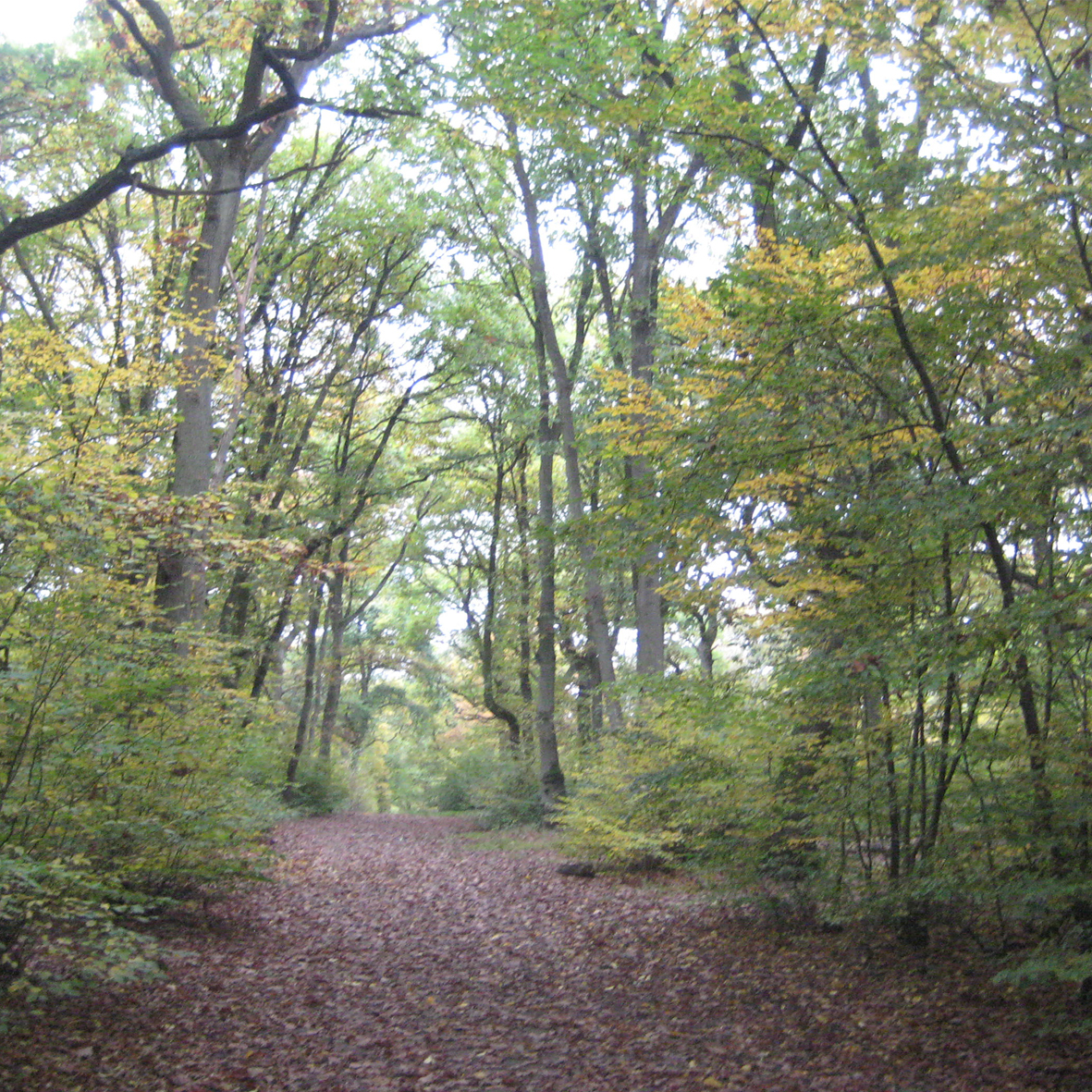 Guided Bat Walk in Ruislip Woods