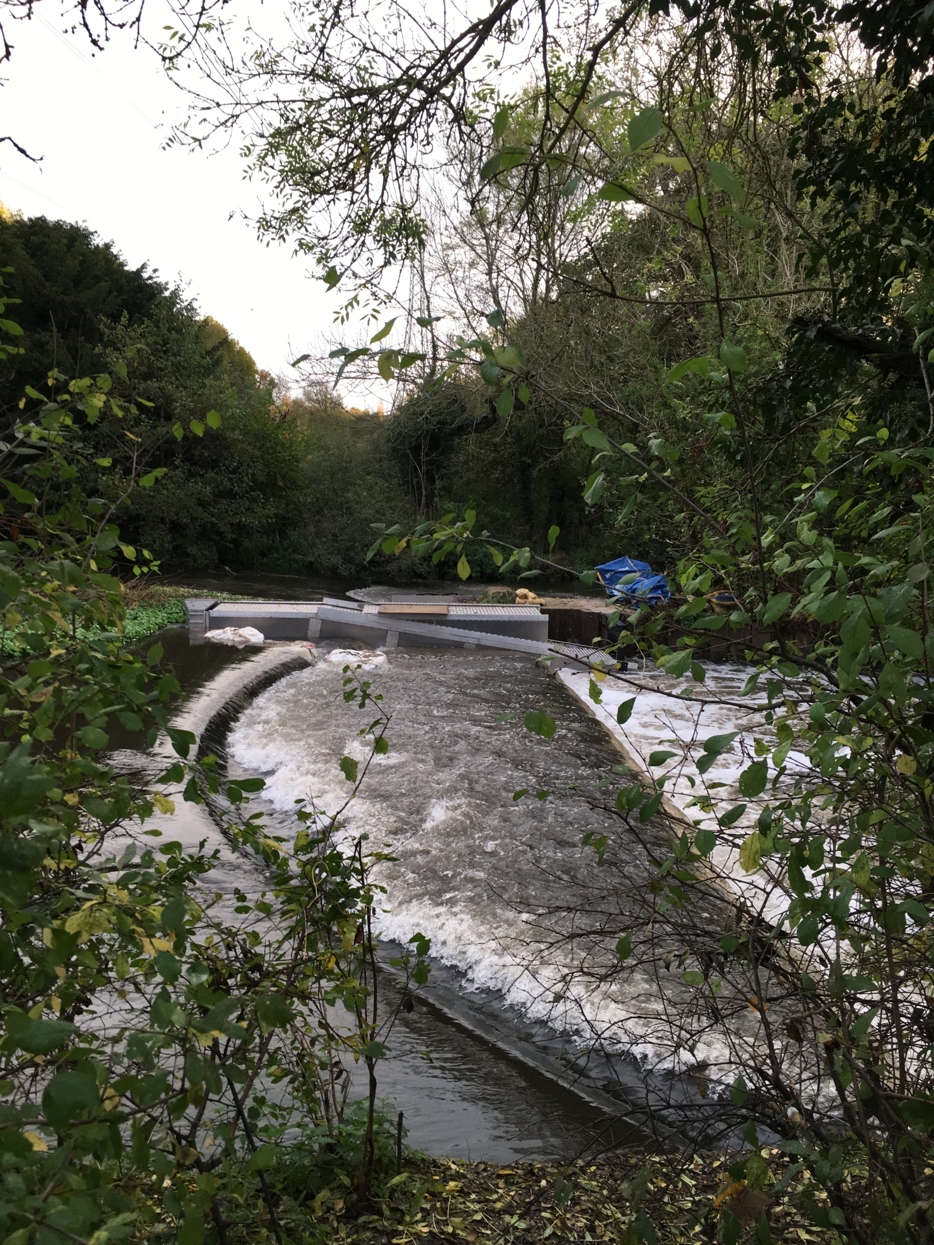 What’s Been Happening in Denham Country Park? Free Guided Ranger Walk with Bucks Country Parks