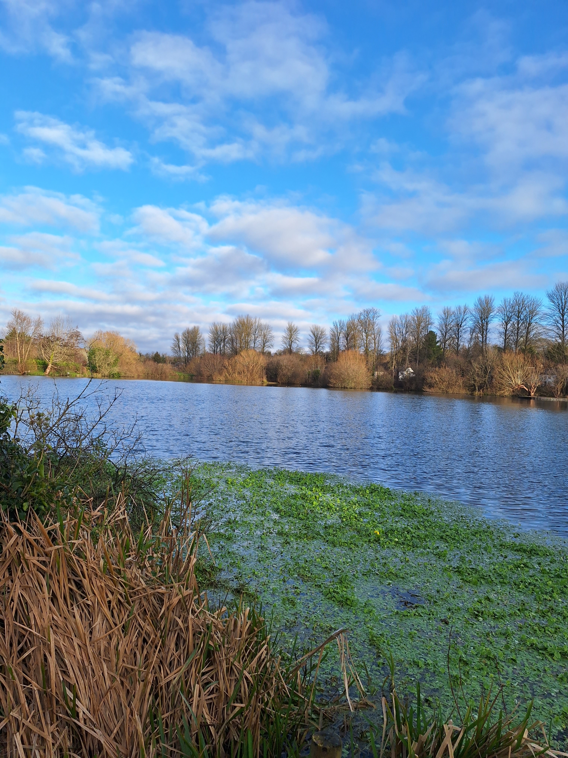 Pennywort Removal in Kings Langley