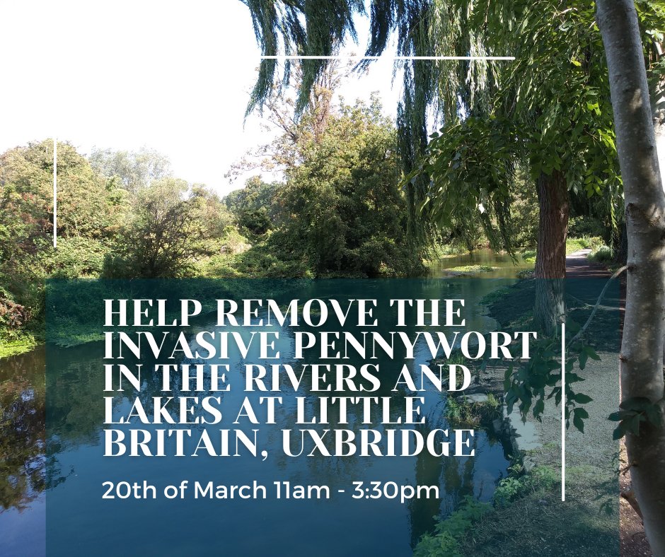 Pennywort Pull: Little Britain Lake