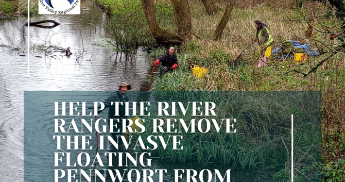 Floating pennywort removal at Iver Mudwharfs