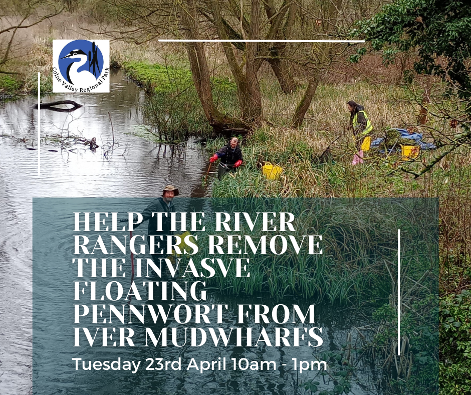 Floating pennywort removal at Iver Mudwharfs