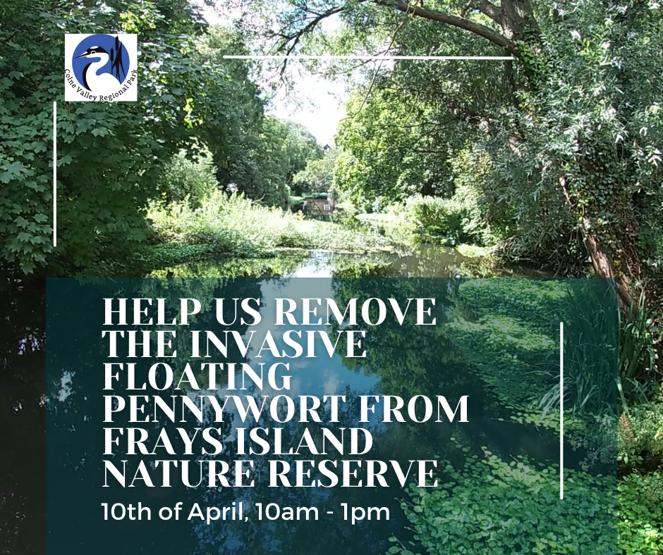 Pennywort Pull: Frays Island Nature Reserve