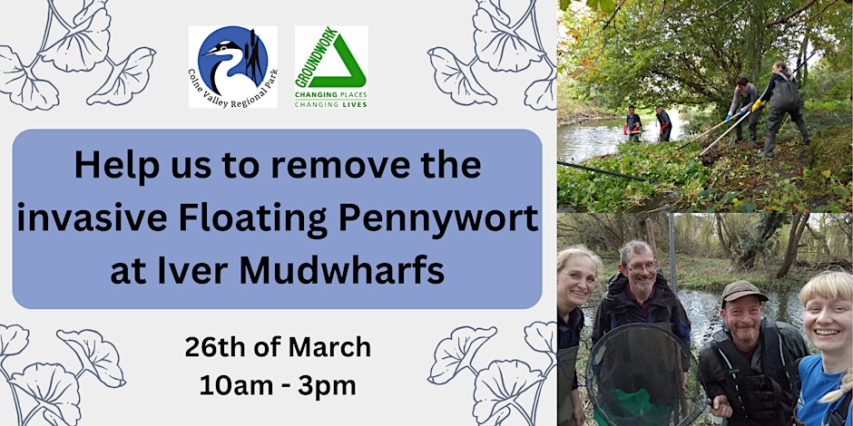 Floating pennywort removal at Iver Mudwharfs