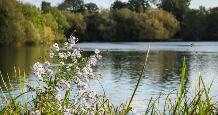 Mindfulness in Nature walk at Rickmansworth Aquadrome