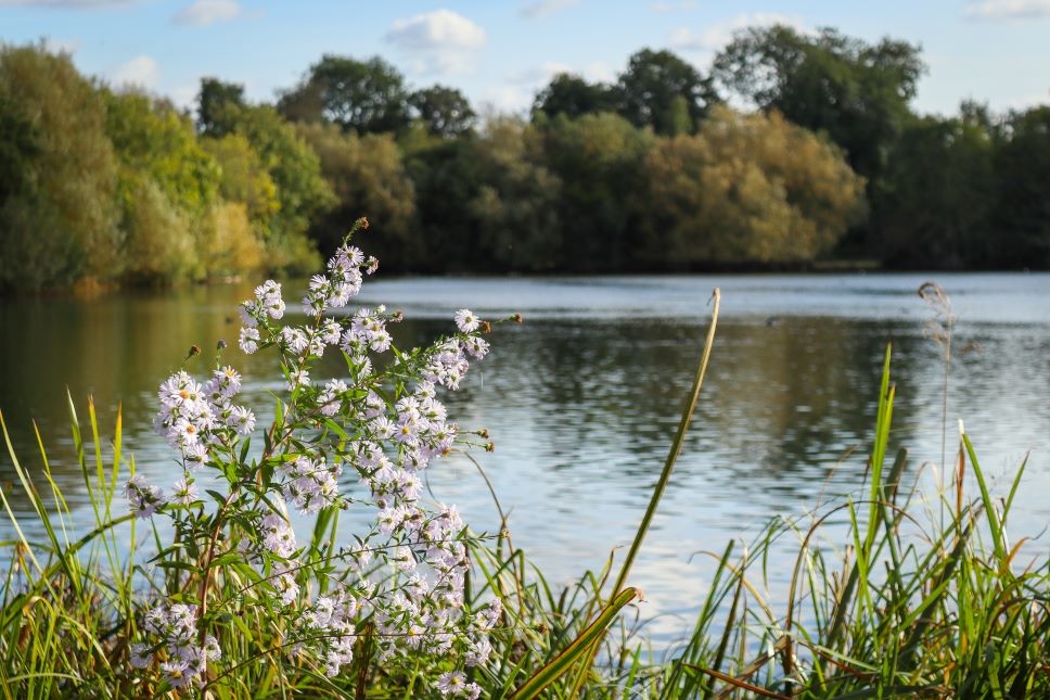 Mindfulness in Nature walk at Rickmansworth Aquadrome