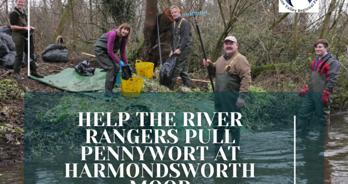 Pennywort Pull: Harmondsworth Moor