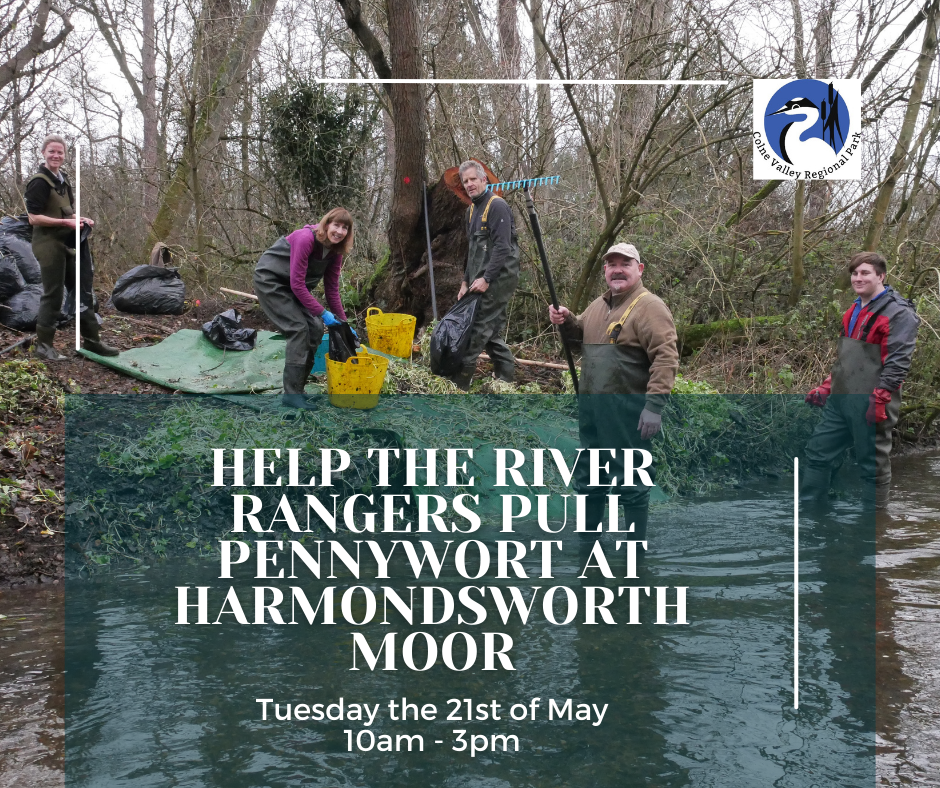 Pennywort Pull: Harmondsworth Moor