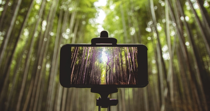 Guided Tree and Photography Walk at Rickmansworth Aquadrome