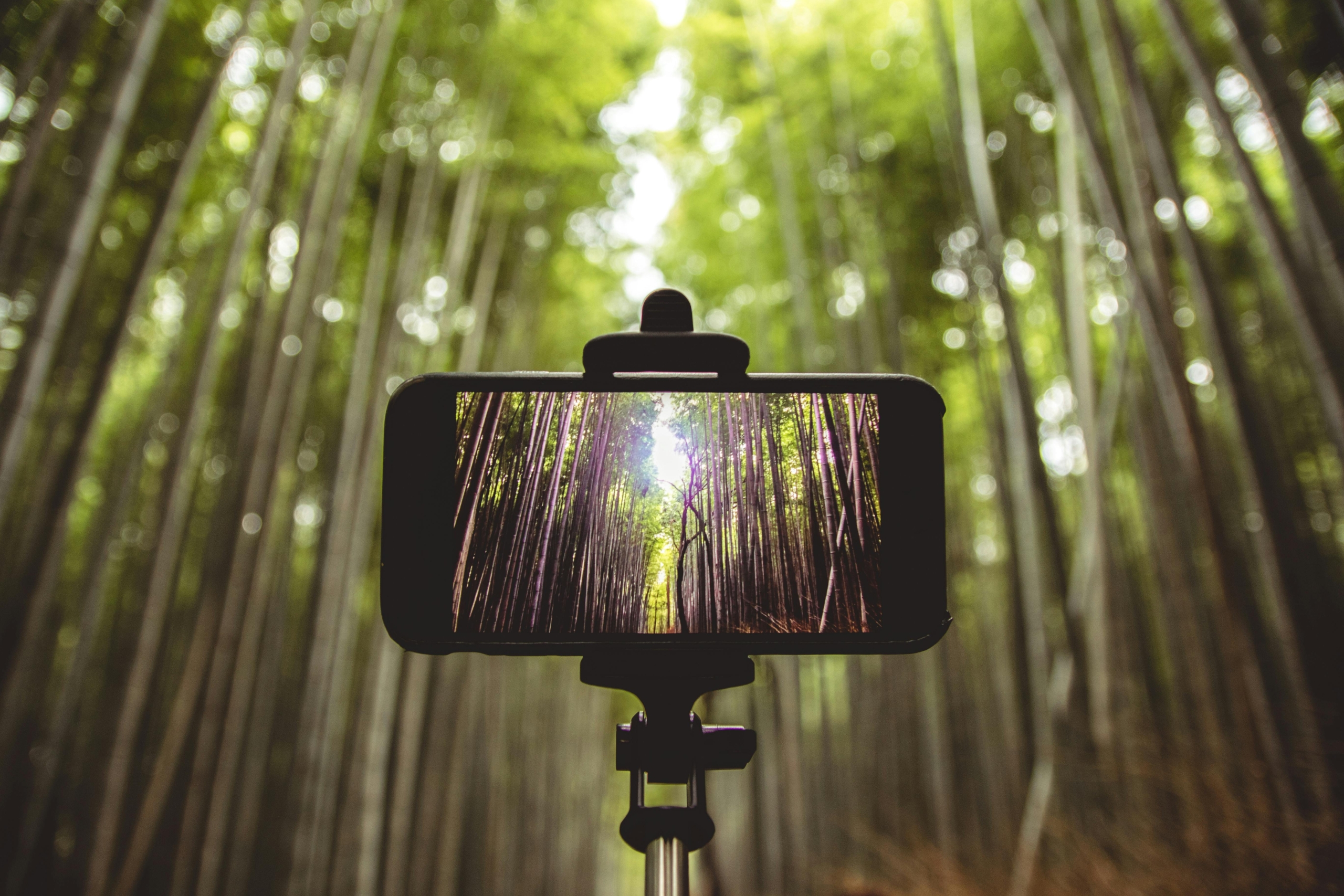 Guided Tree and Photography Walk at Rickmansworth Aquadrome