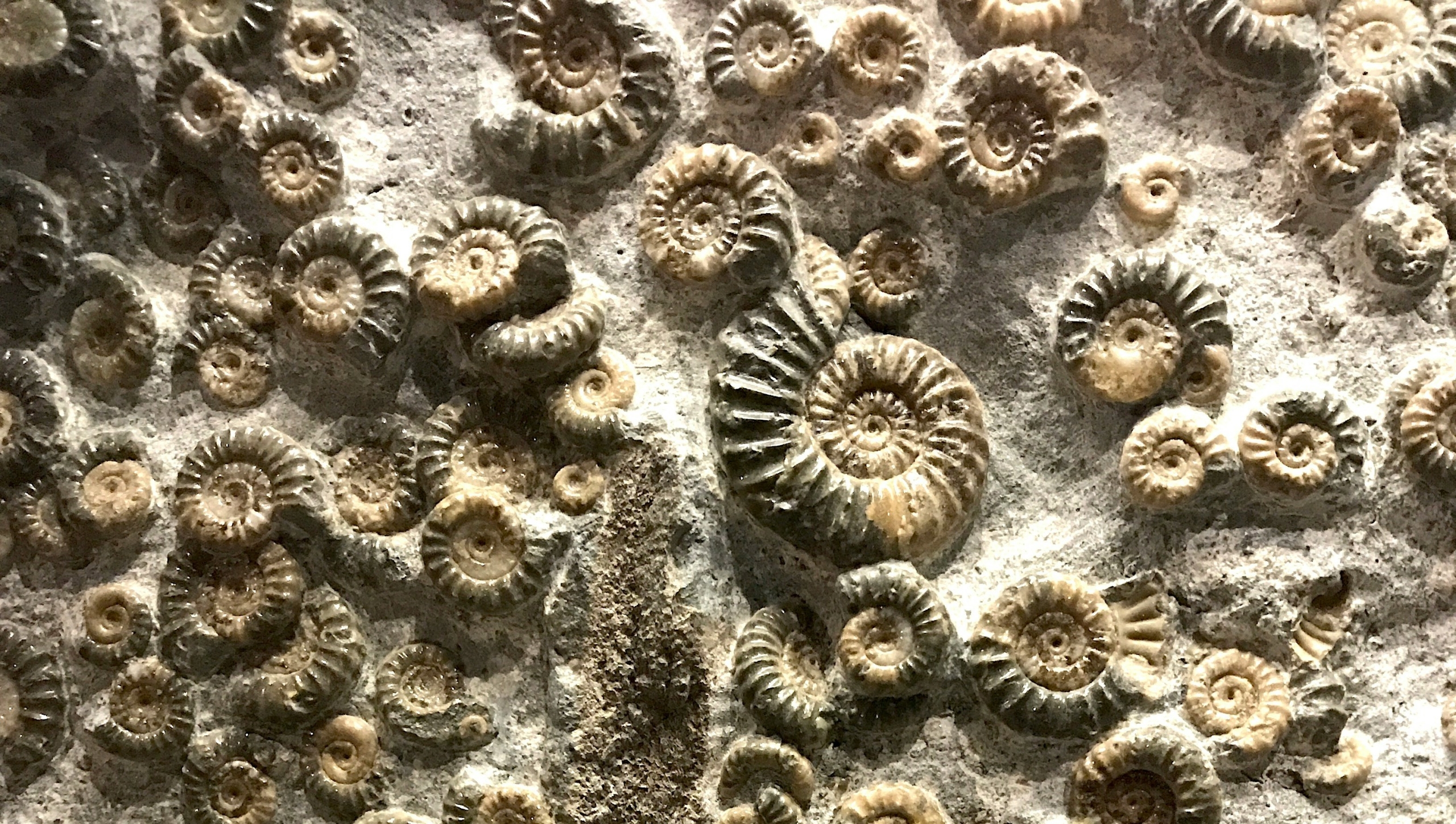 'Fossils and where to find them’ at the Colne Valley Visitor Centre