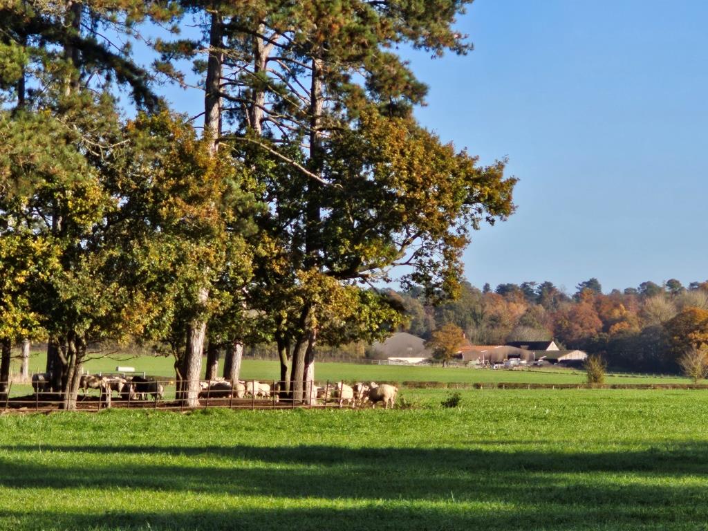 New Wexham and Rowley Woods Circular Walk