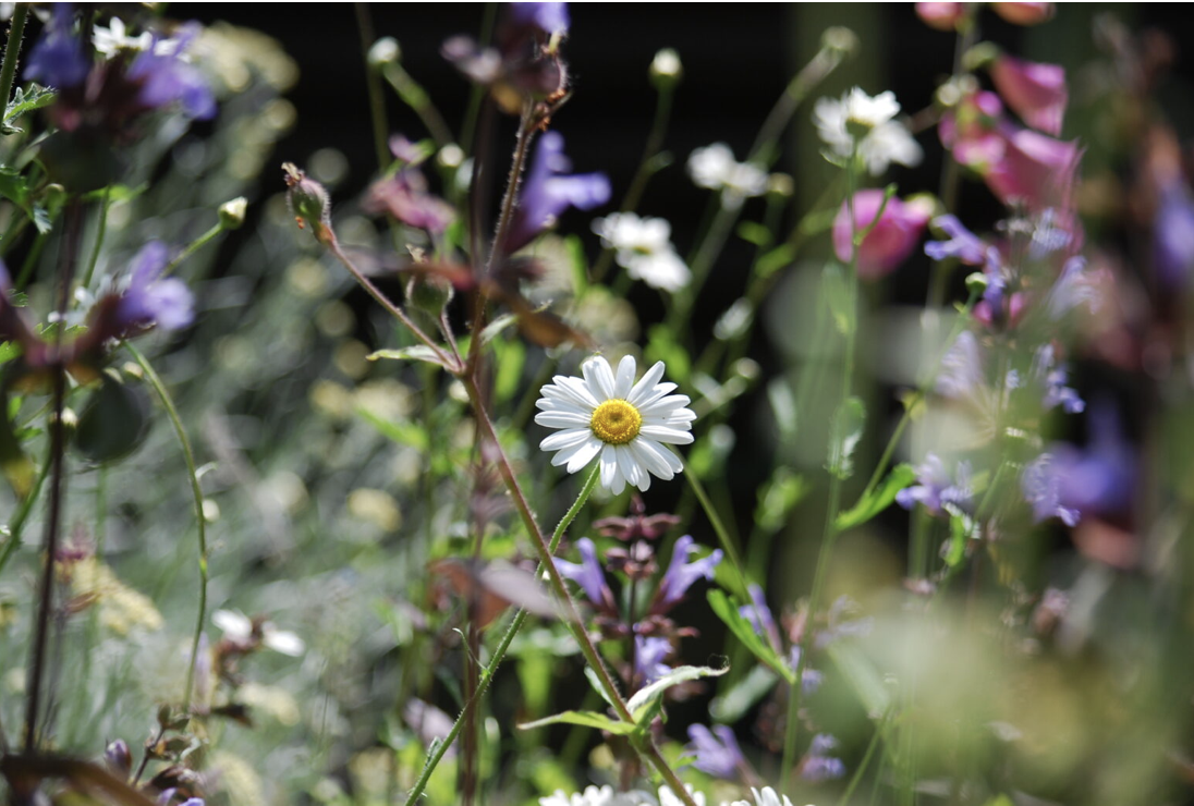 Plant Sale at Iver Environment Centre