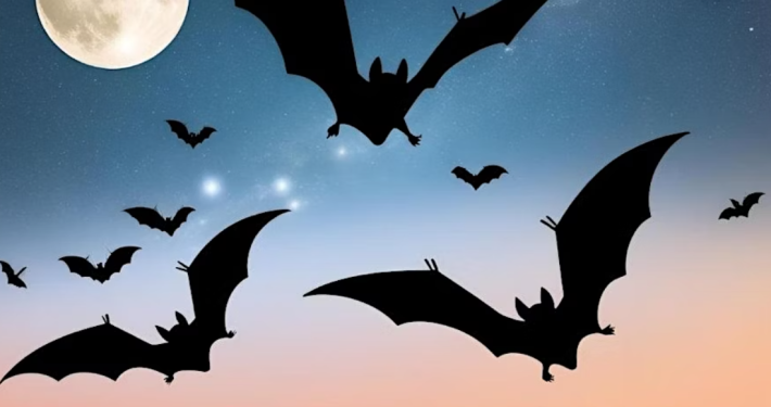 After Dark at Iver Environment Centre - Sunset Bat Survey