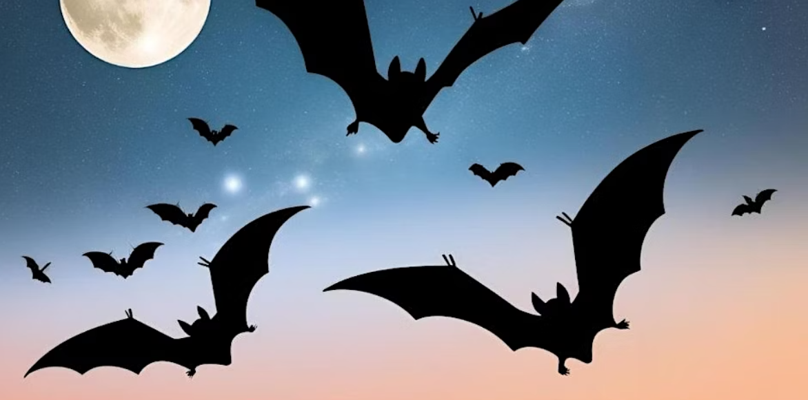 After Dark at Iver Environment Centre - Sunset Bat Survey