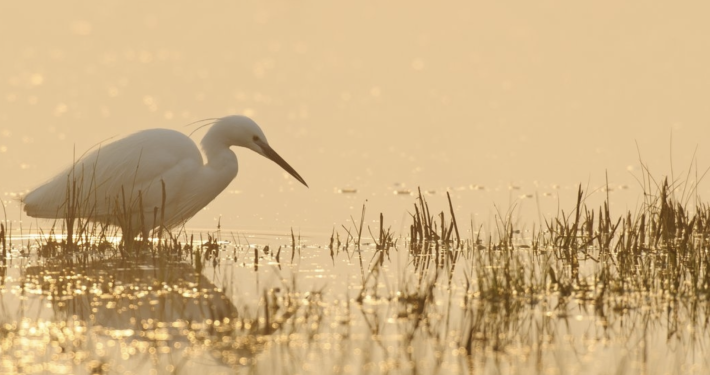 Evening River Wildlife Walk with Herts & Middx Wildlife Trust
