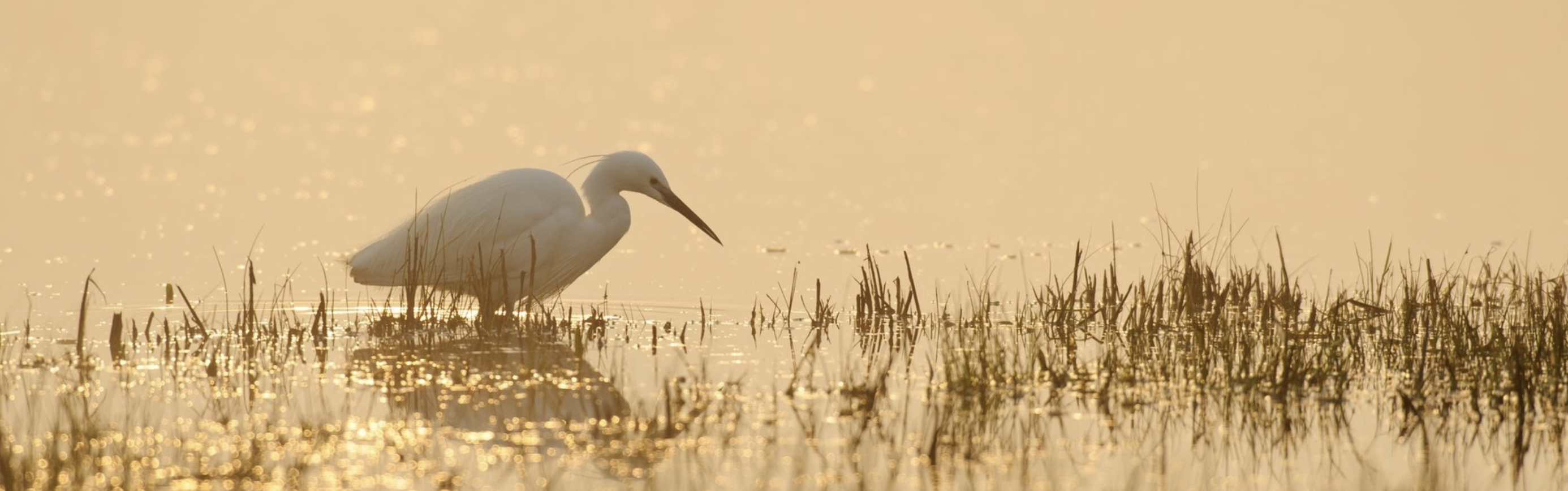 Evening River Wildlife Walk with Herts & Middx Wildlife Trust