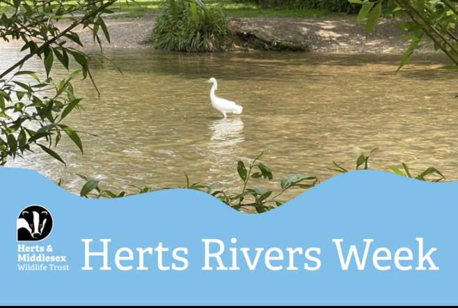 River Wildlife Walk with Herts & Middx Wildlife Trust