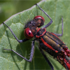Family Friendly Nature Discovery Day at Chiltern Open Air Museum