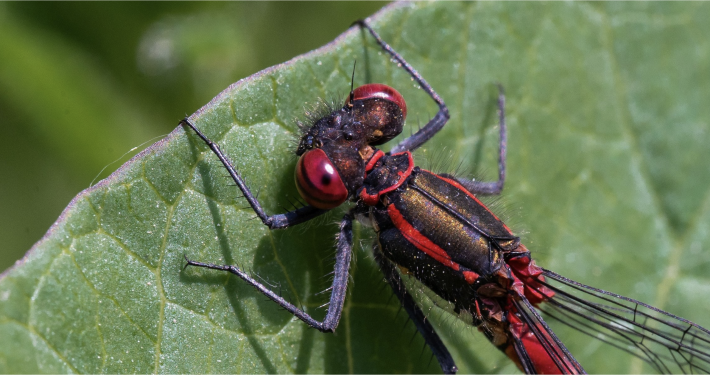 Family Friendly Nature Discovery Day at Chiltern Open Air Museum