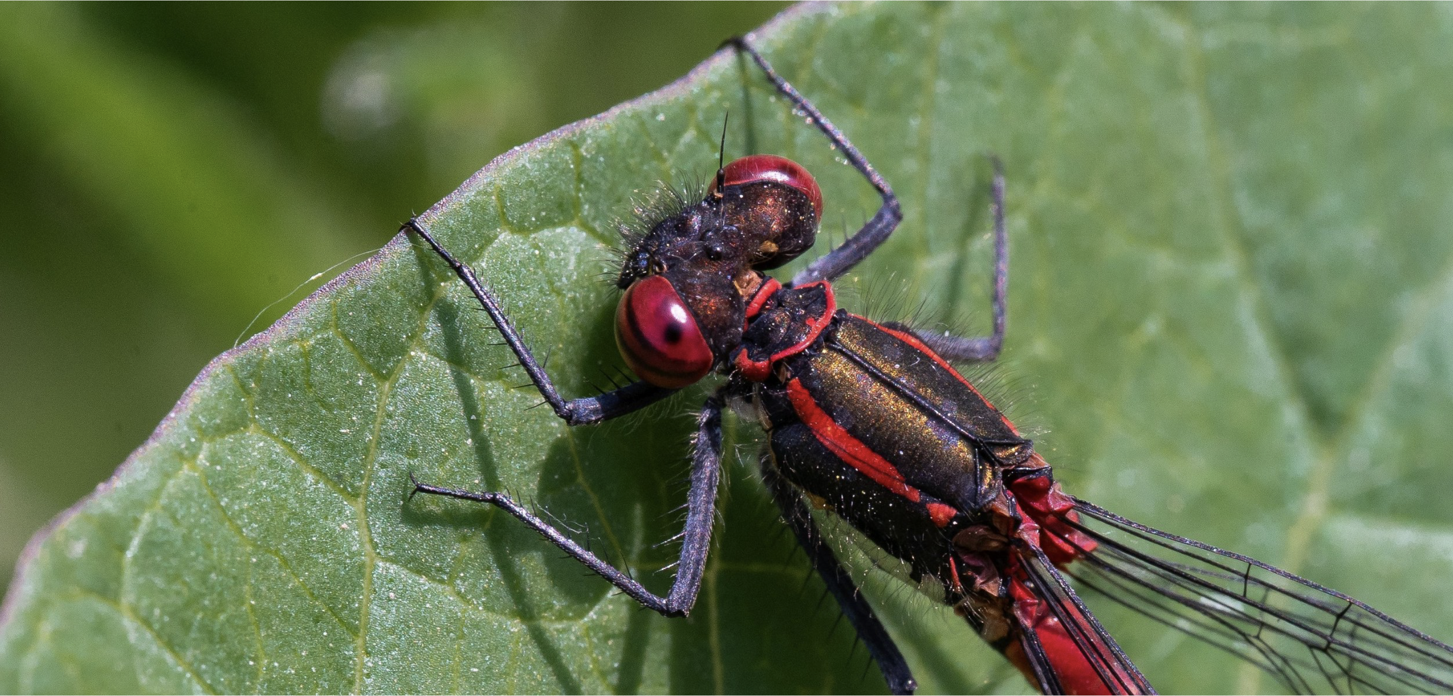 Family Friendly Nature Discovery Day at Chiltern Open Air Museum